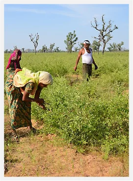 Farmers of kirpal export overseas (KEO).